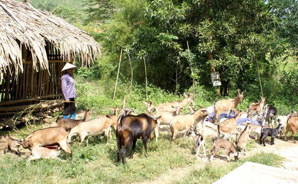 Chăn nuôi dê