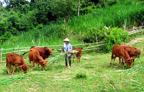 lam-giau-nhanh-khong-kho-o-nong-thon 3