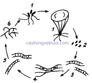 Chu kỳ sinh trưởng, phát triển của nấm sò