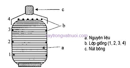 Túi nấm sò đã cấy giống