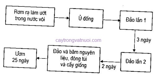 Cách trồng nấm sò