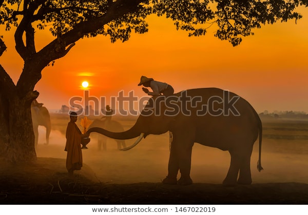 Elephant made merit a monk's bowl. Thai people and elephant jointly give alm to monk. elephant and Monk in forest. vintage style. The activities at Krapho, Tha Tum District, Surin, Thailand.